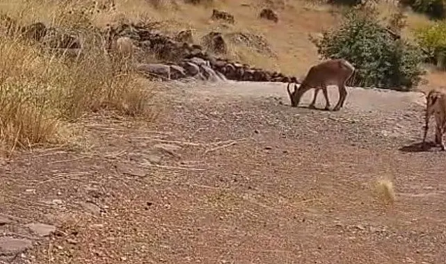 Malatya'da dağ keçileri görüntülendi