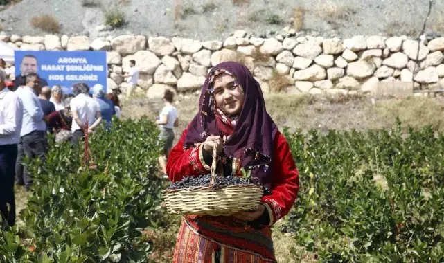 Antalya'da aronya hasadı başladı