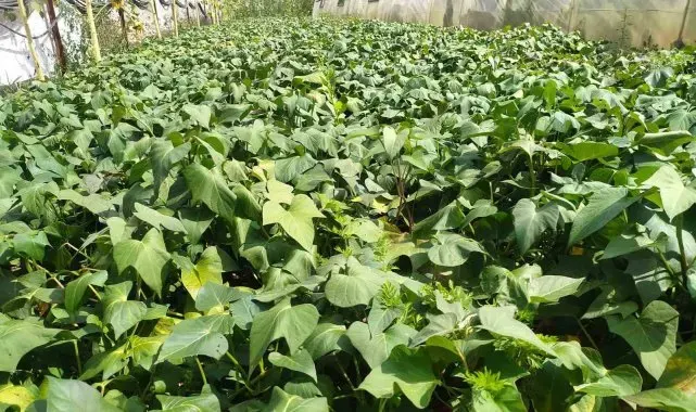 Giresun'da kırmızı tatlı patates üretimi başarıyla test edildi