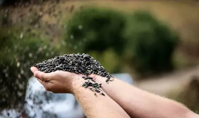 Bilecik'te yağlık ve çerezlik ayçiçeği hasadı başladı