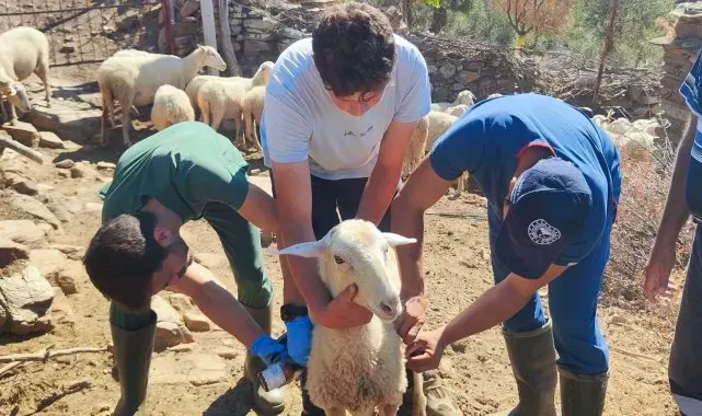 Efeler'de küçükbaş hayvanlara veba ve çiçek aşısı yapıldı