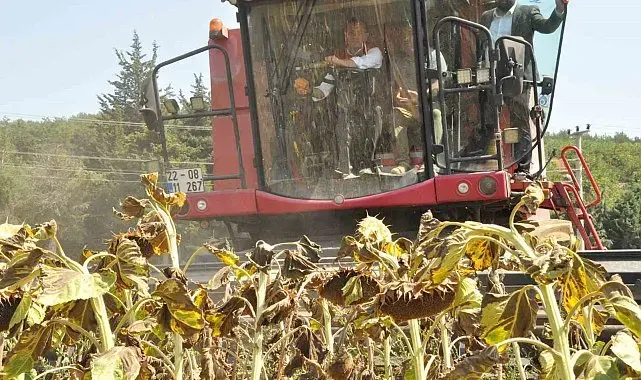 Tarım ve Orman Bakan Yardımcısı Gizligider Edirne'de ayçiçeği hasadına katıldı