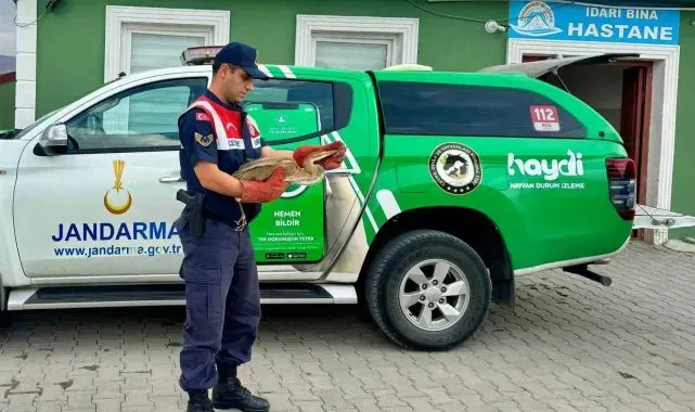 Ağrı'da bitkin düşen Balıkçıl Kuşu, jandarma tarafından kurtarıldı