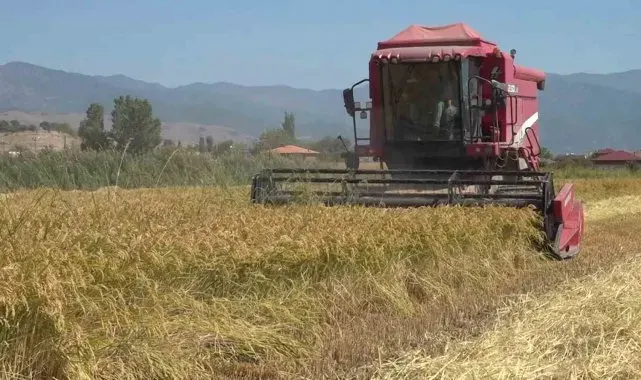 Amasya'da çeltik hasadı