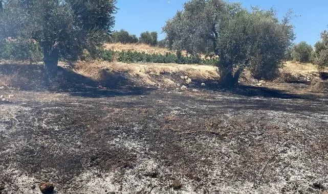Hatay'da zeytinlik alanda çıkan yangın söndürüldü