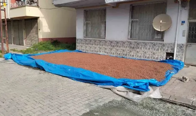 Çarşamba'da fındık kurutma mesaisi