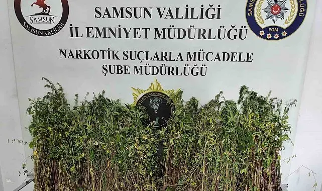 Bafra'da bin 655 kök kenevir ele geçirildi