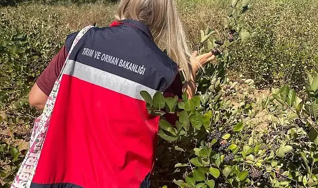 Simav'da aronya yetiştiriciliği yerinde incelendi