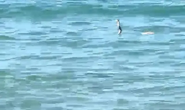 Çeşme'de denizde yılan paniği