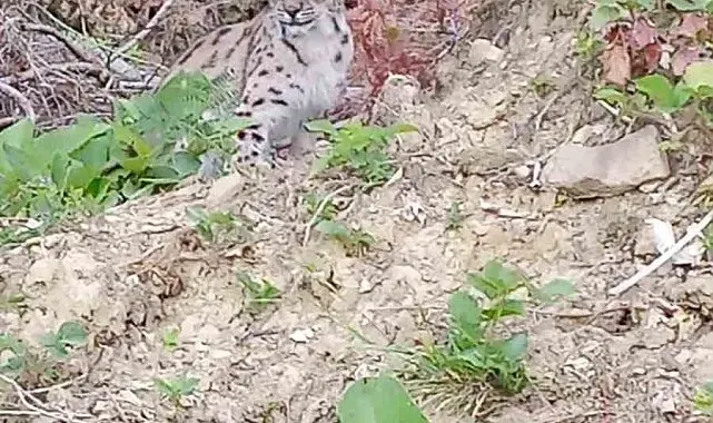 "Ormanın hayaleti" vaşak Sinop'ta ortaya çıktı