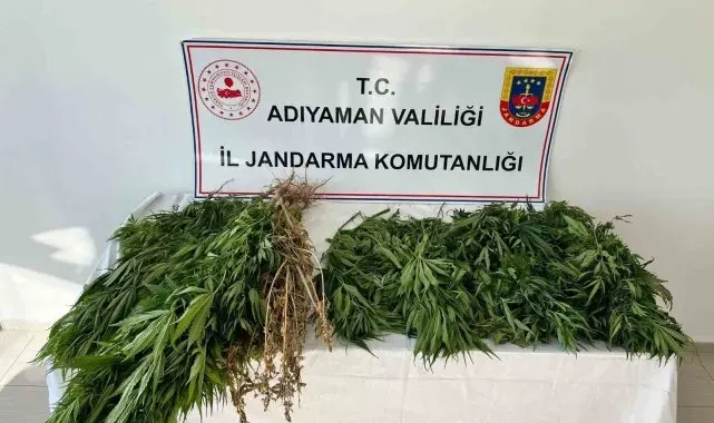 Jandarma ekipleri 102 kök kenevir bitkisi ele geçirdi