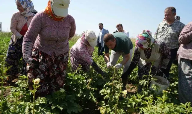 Balıkesir'de alım garantili bamya hasadı başladı