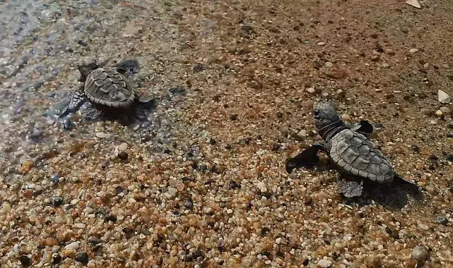 Deniz kaplumbağalarında yavru çıkışları sürüyor