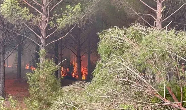 Alevler Muğla'ya dayandı