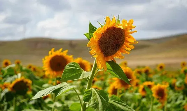 Erzincan'da ayçiçeği tarlaları sarının tonlarıyla göz kamaştırıyor
