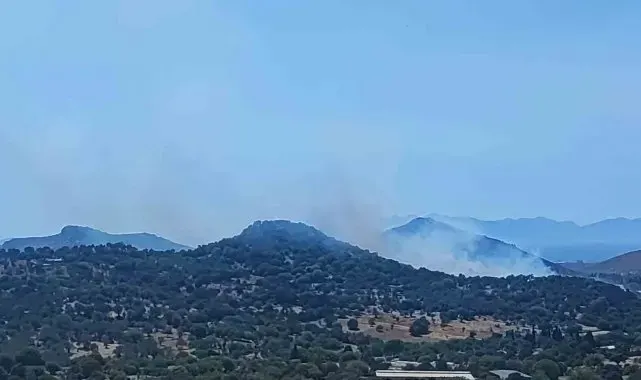Bodrum'da makilik alanda yangın