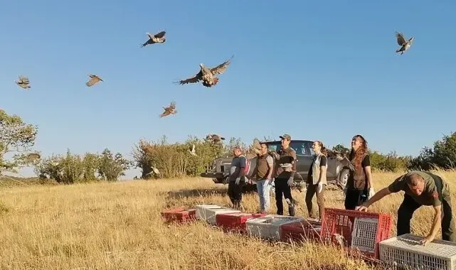 Kırklareli'nde keklikler doğaya salındı
