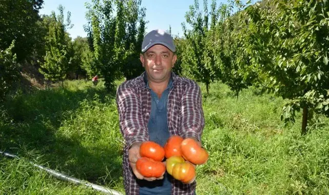 Nazilli'de domates hasat etkinliği yapıldı