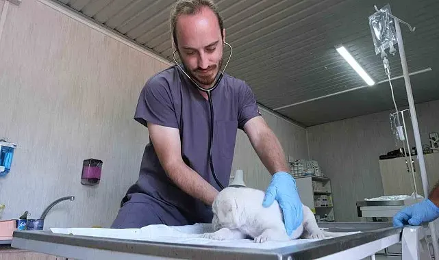 Altıeylül'de minik patiler için yuva seferberliği