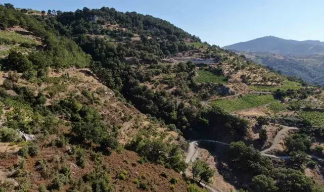 Sıcaklıklar İzmir'de incir hasadını 10 gün erkene çekti