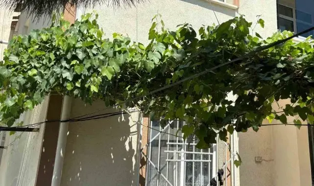 Bebeği ölümden üzüm asması korudu