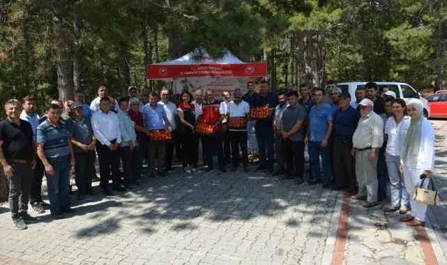 Kuyucak'ta geçci domates hasat şenliği yapıldı