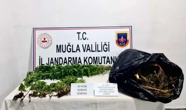 Seydikemer'de uyuşturucu madde ve kenevir ele geçirildi