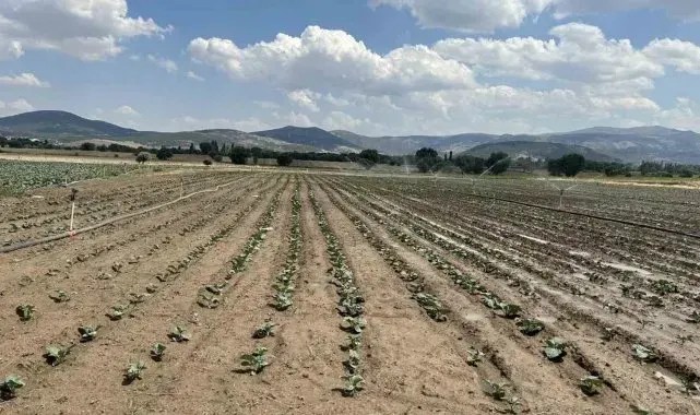 Sinanpaşa'da brokoli üretimi artıyor