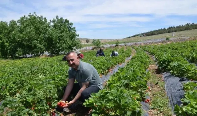 'Çiftlik ilçesine Çilek Tadında Proje' hayata geçiyor