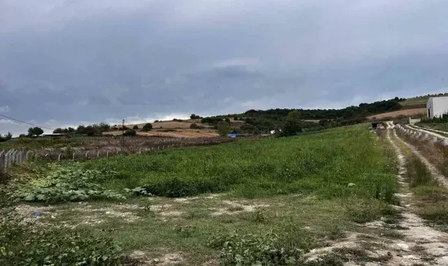 Çatalca'da kavun tarlalarına dadanan domuzlar çiftçileri canından bezdirdi