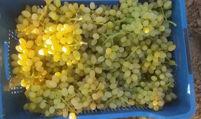 Sarıgöl'ün tek gündemi üzüm