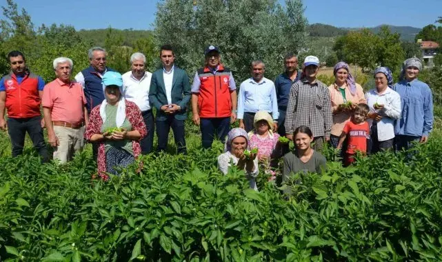 Bozdoğan'da turşuluk kardolua biber çeşidinin ilk hasadı yapıldı