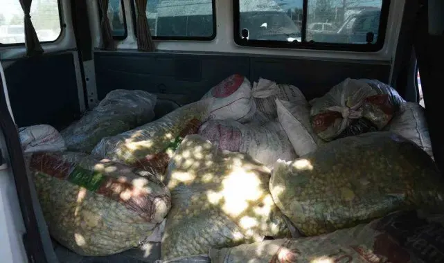 TİGEM sahasından 1,5 ton fıstık çalan şahıslar yakalandı