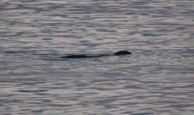 Su samuru Karadeniz'de böyle görüntülendi