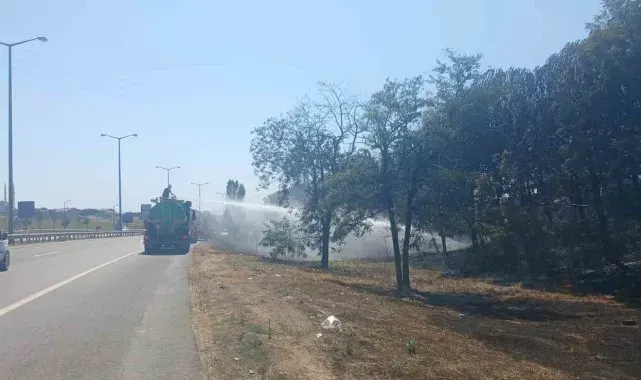 Beylikdüzü'nde otluk alandaki yangında mahsur kalan kaplumbağayı kurtarıp beslediler