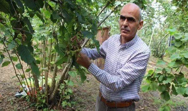 Fındıkta bir rekolte tahmini de Giresun Ziraat Odası'ndan