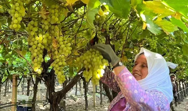 Sarıgöl'de üzüm hasadı başladı