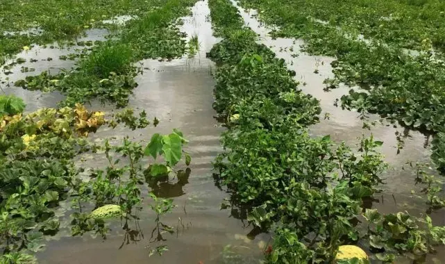 Kuvvetli yağış, Bafra Ovası'nda tarım arazilerini vurdu