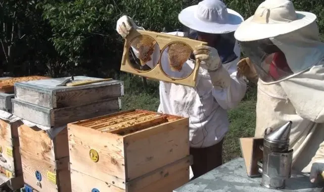 Olumsuz hava şartları bal verimini olumsuz etkiledi