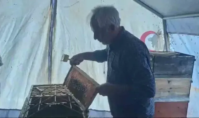 Sincik'te bal hasadı başladı