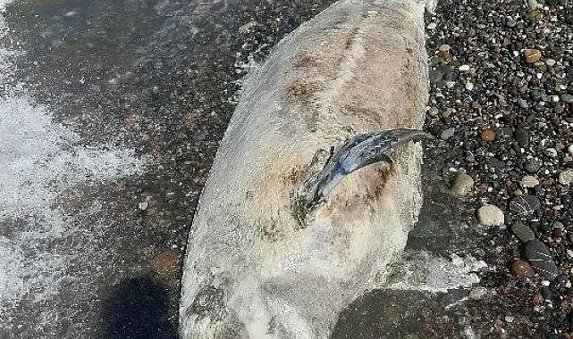 Kastamonu'da ölü yunus balığı karaya vurdu