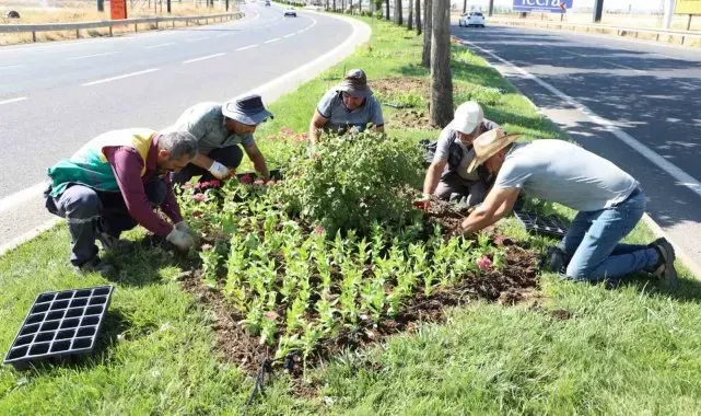 Diyarbakır'da 32 bin mevsimlik çiçek refüj ve kavşaklara dikildi