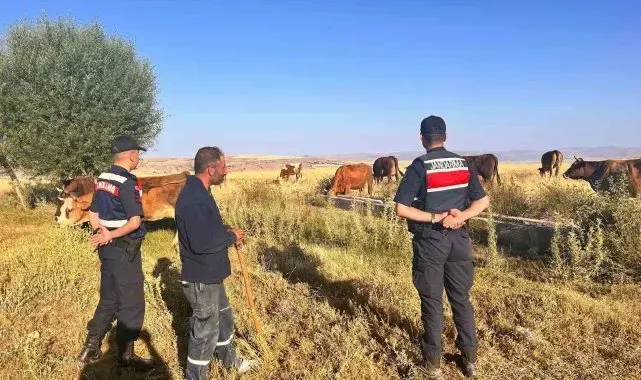 Kaybolan hayvanları jandarma buldu