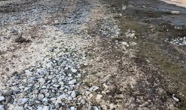 Eğirdir Gölü'nde suların çekilmesiyle su salyangozları kıyıya vurdu