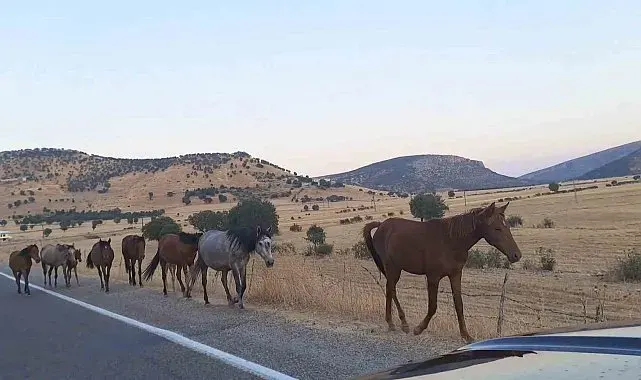 Diyarbakır'da yaban at sürüsü yola indi