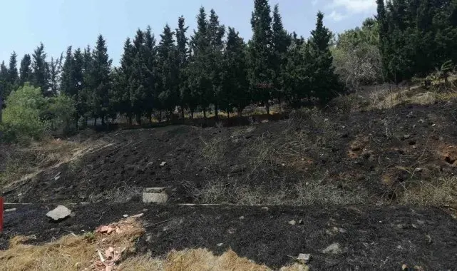 Sancaktepe'de ormanlık alanda yangın