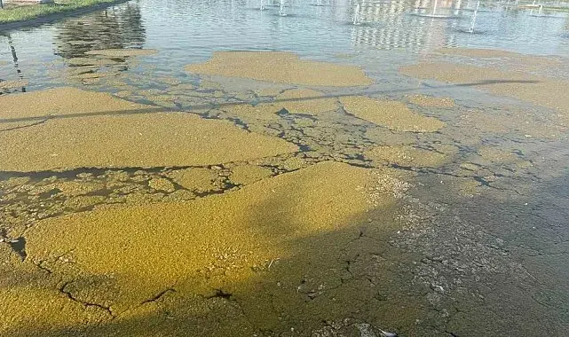 Iğdır Millet Bahçesi'ndeki süs havuzunda kirlilik tepki çekiyor