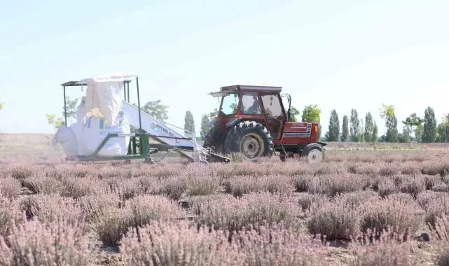 Karatay Lavanta Bahçeleri'nde hasat zamanı