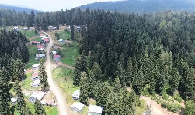 Serinlemek isteyen bu yaylaya koşuyor