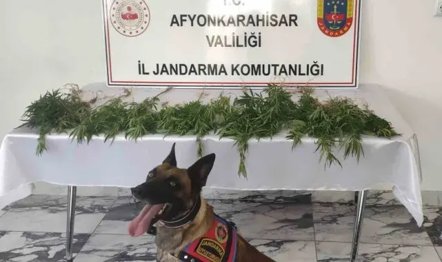 Çiftlik evine kenevir baskını